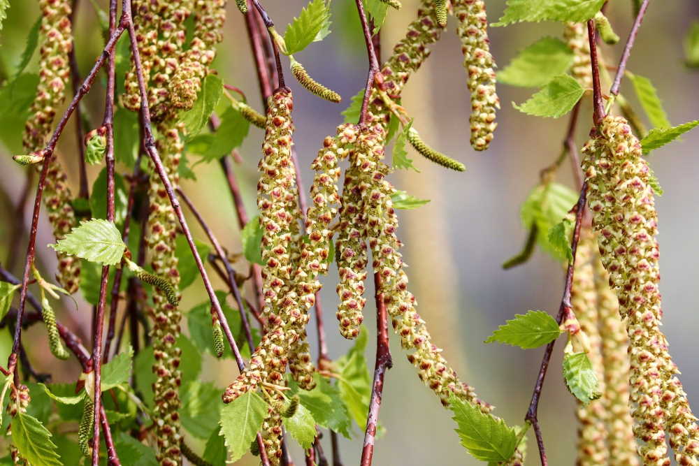 Birke Blüte
