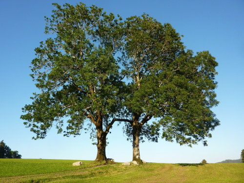 Eschenbaum