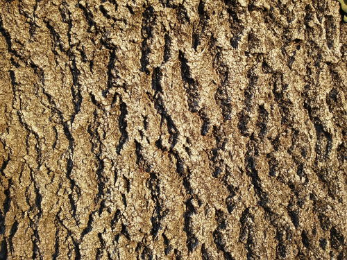 Esche Holz Eigenschaften