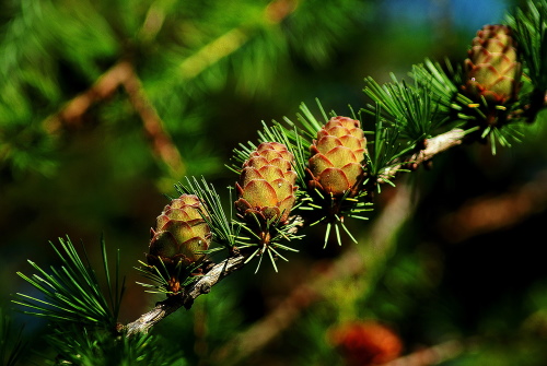 Lärche Blüte
