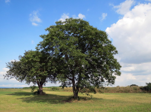 Nussbaum Holz Eigenschaften